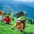 Darjeeling-Tea-Fields